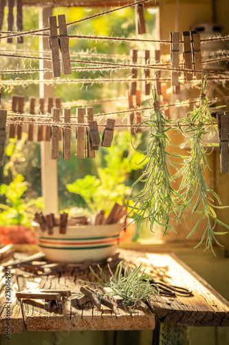 Freshly harvested curry herbs hanging on lines with claps