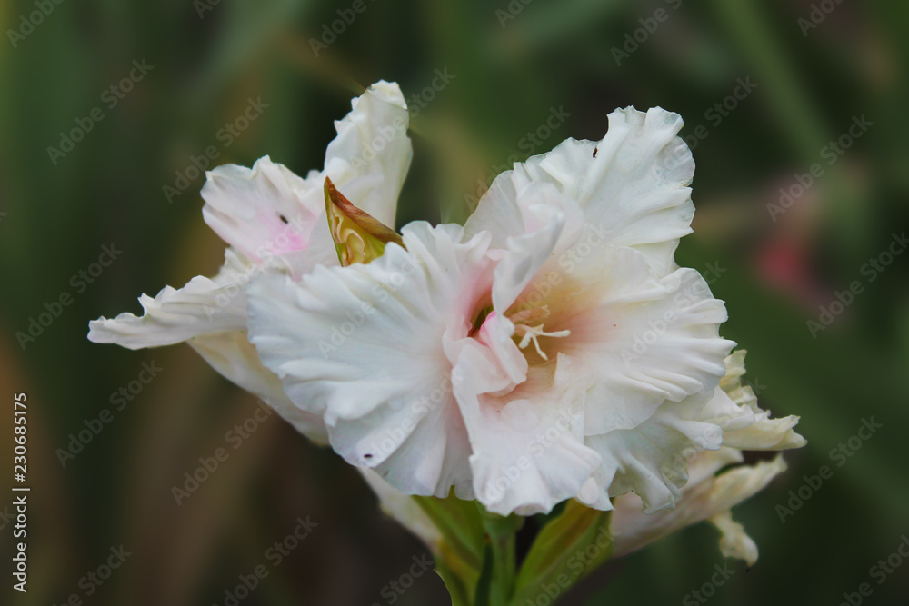 white flower kupat lily in the morning dew on the flower bed .. beautiful lily flower on an isolated green background. white flower kupat lily in the morning dew on the flower bed .. beautiful lily flower on an isolated green background.