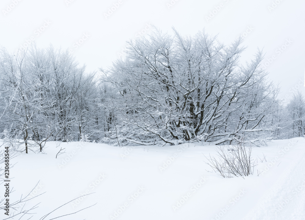 Bush and trees covered by ice in snowy foggy day Bush and trees covered by ice in snowy foggy day