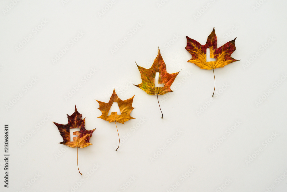 Naklejka premium Maple leaves with word FALL