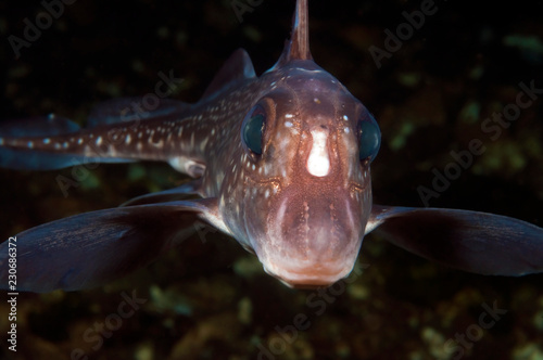 Foto White Spotted Chimera