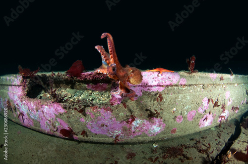 Obraz na plátně Pacific Red Octopus