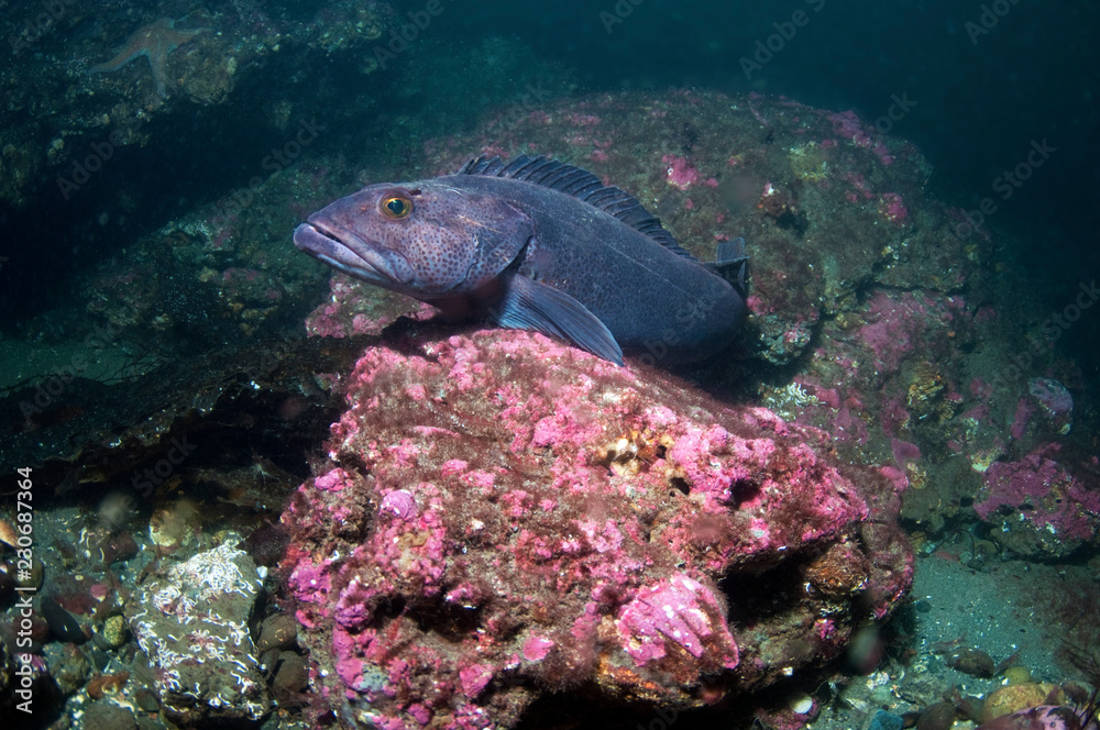 Ling Cod Ling Cod
