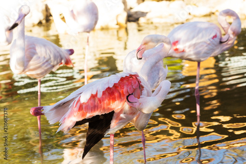 su içindeki flamingolar photo