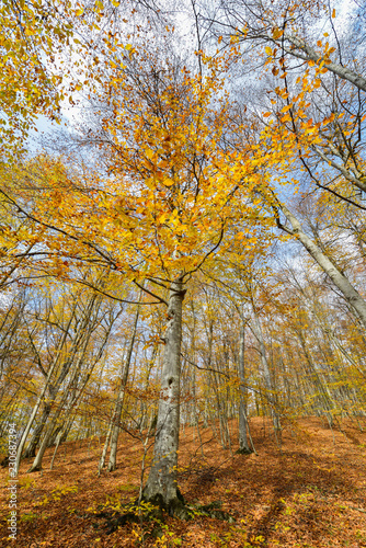 Yellow autumn leaves with forest