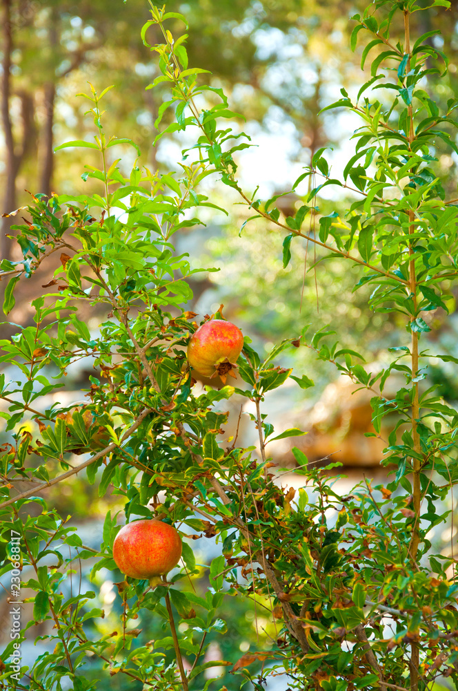Pomegranate fruits on tree branch in garden