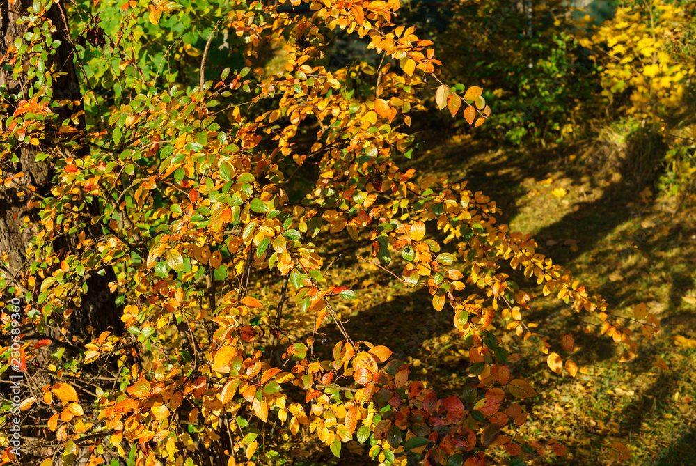 maple tree branches with vivid colored leaves against blue sky background, maple tree branches with vivid colored leaves against blue sky background,