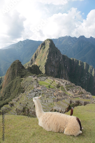 Lama schaut hinab auf Machu Picchu