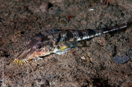 Sturgeon Poacher