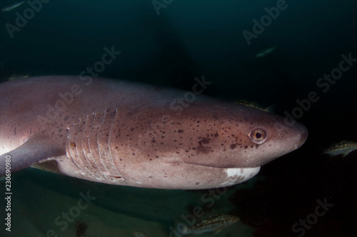 Wall Mural 7 Gill Sharj