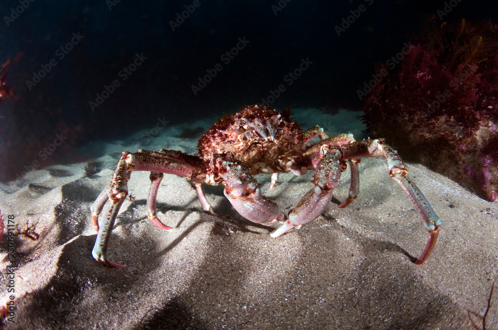 Sheepshead Crab