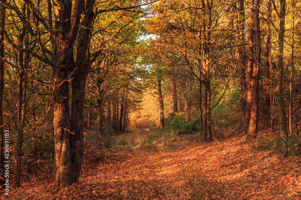Obraz premium Autumn in Bavaria, golden fall colors in the morning. Orange Leaves in the countryside
