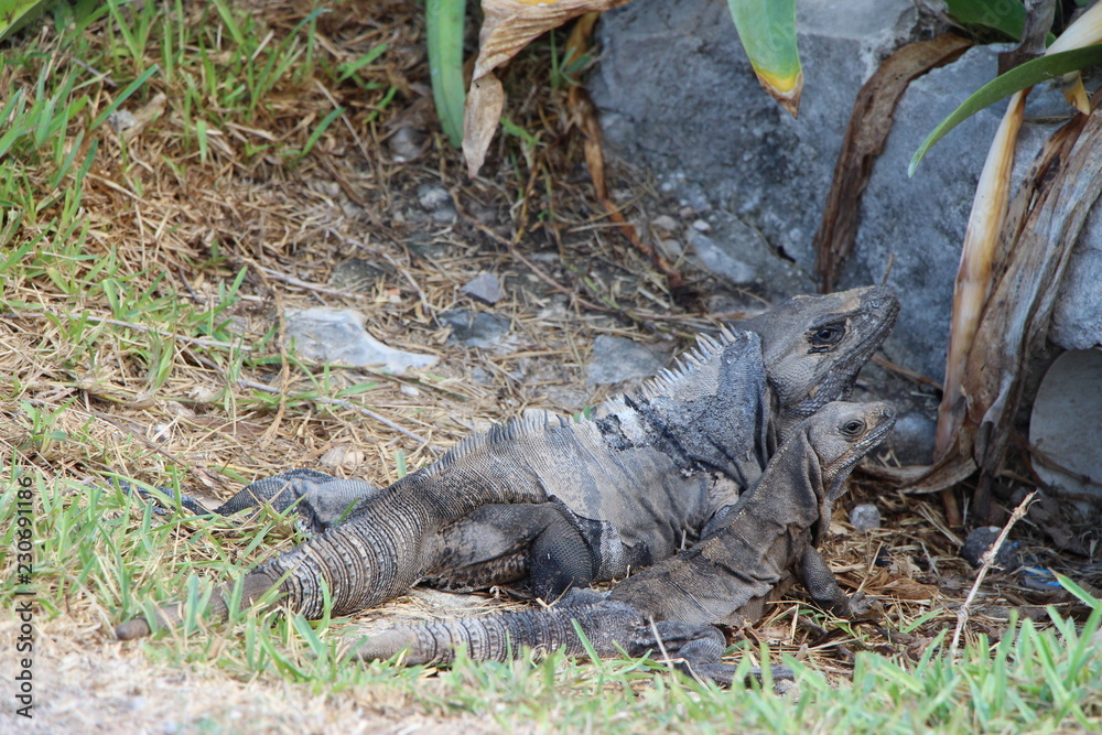 iguana on a rock iguana on a rock