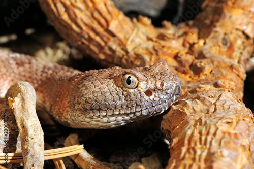 Gefleckte Klapperschlange (Crotalus mitchellii stephensi) - speckled rattlesnake  photo