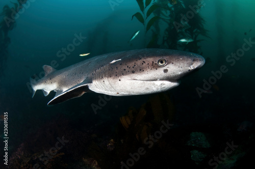 A seven gill shark prowels the kelp forests of California.