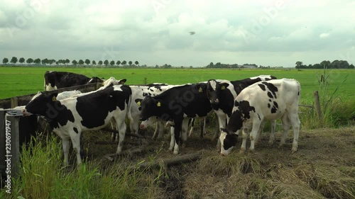 Static shot of a small herd of Holstein Freisian cattle in a pasture in the Netherlands photo