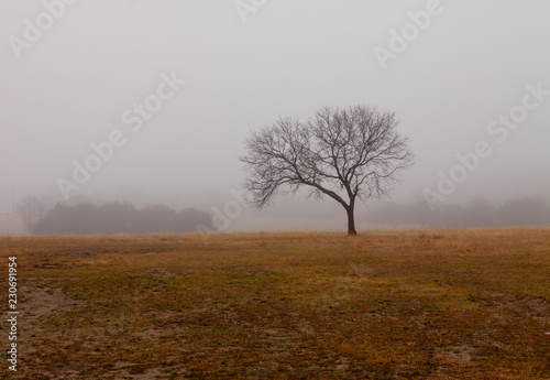 Lone Foggy Tree © fred
