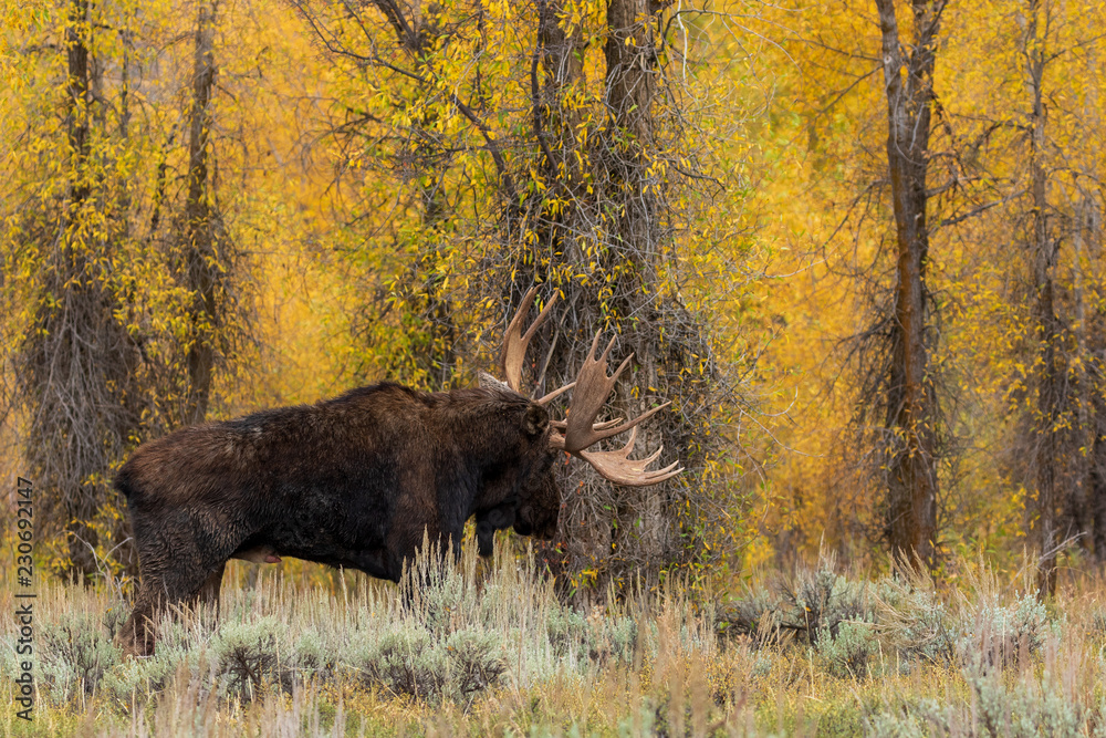 Siras Moose Bull in fall in Wyoming Siras Moose Bull in fall in Wyoming
