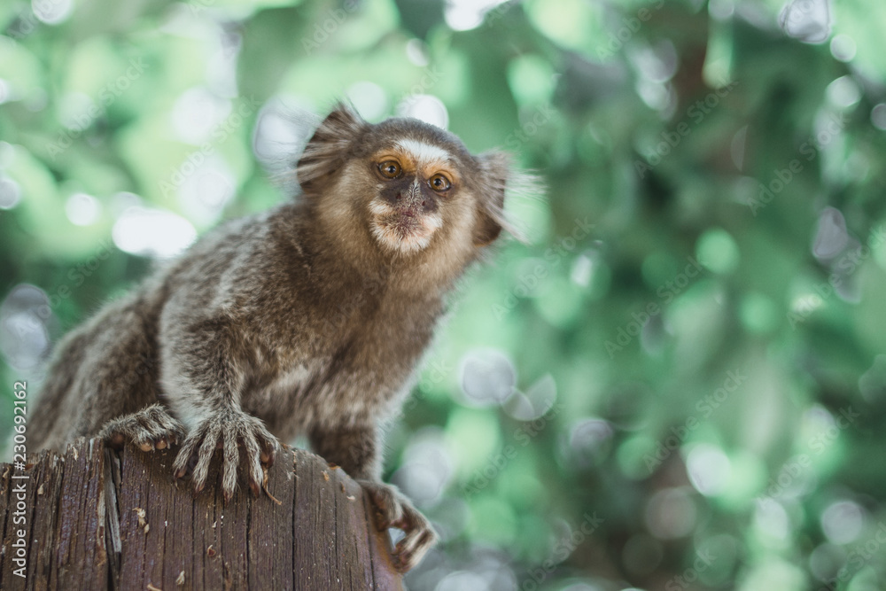 Fototapeta premium Little monkey