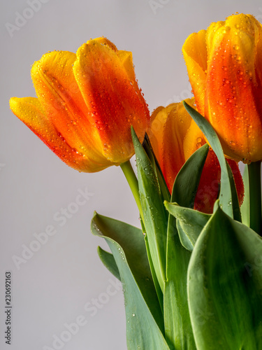 Tulip blooming in spring