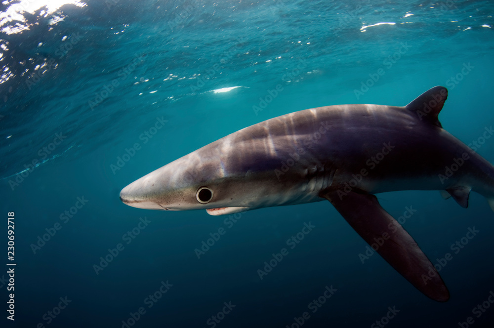 A blue shark swimming just under the surface. A blue shark swimming just under the surface.