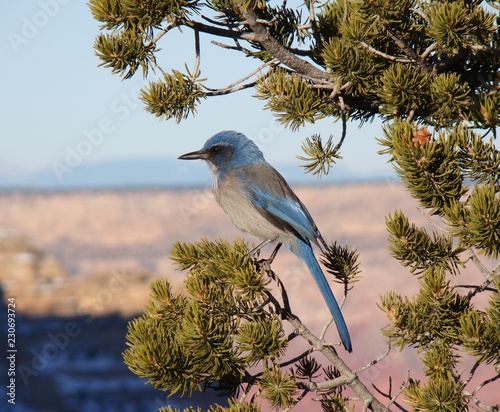 Geai bleu au Grand Canyon, Arizona photo