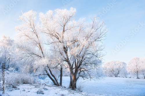 Winter Christmas picturesque background with copy space. Snowy landscape with trees covered with snow, outdoors. tinted blue