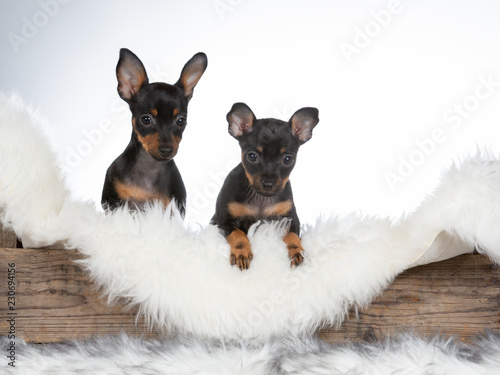 Prague Ratter puppy dog in a wooden antique box. Image taken in a studio with white background. photo