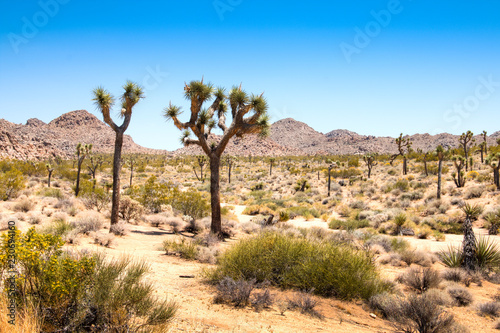 Joshua Tree National Park with its typical trees and rock formations near Palm Springs in the California desert in the USA 