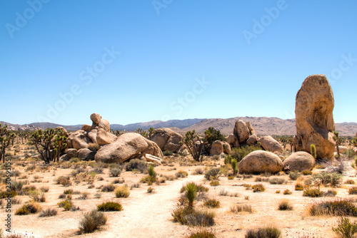 Obraz na płótnie Joshua Tree National Park with its typical trees and rock formations near Palm Springs in the California desert in the USA
w salonie