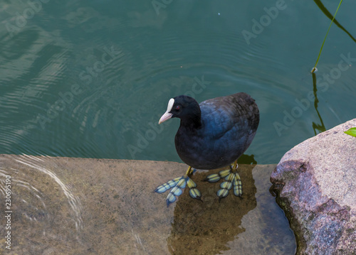 łyska zwyczajna (Fulica atra) z palcami jak płetwy photo