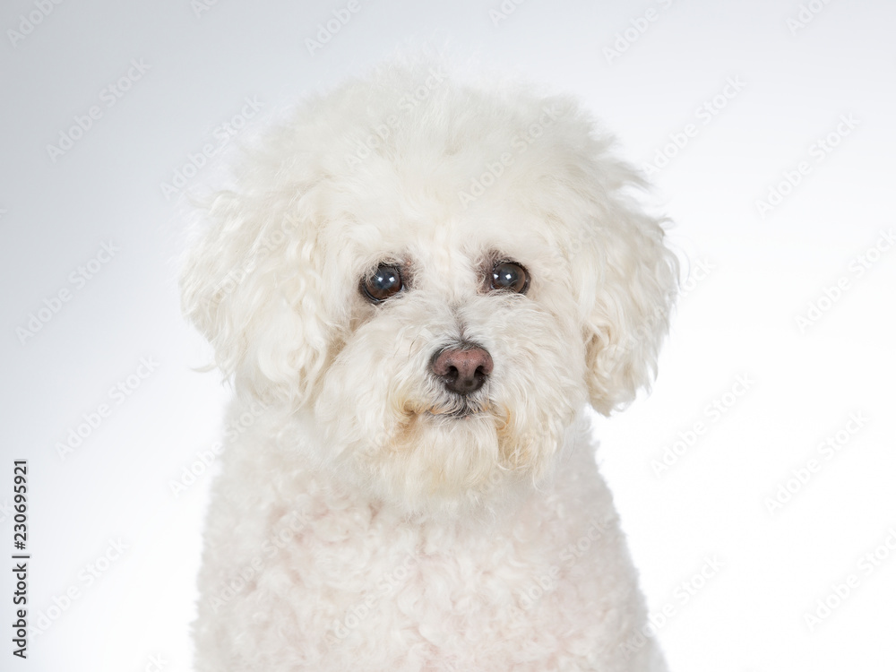 Bichon Frise dog portrait. Image taken in a studio with white background, isolated on white.