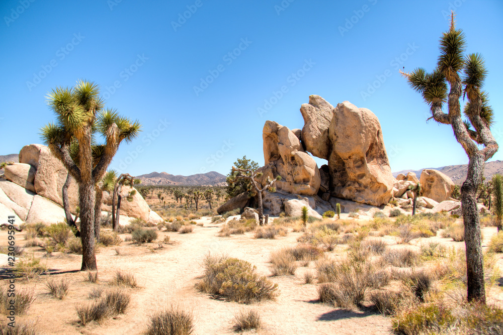 Joshua Tree National Park with its typical trees and rock formations near Palm Springs in the California desert in the USA