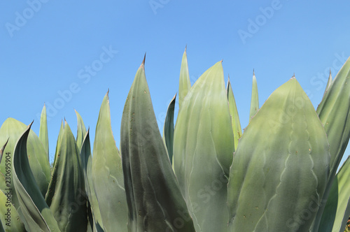 Fotografie Maguey
