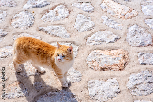 Fototapeta Naklejka Na Ścianę i Meble -  A beautiful wild, stray cat on the enchanting Greek Island of Hydra.