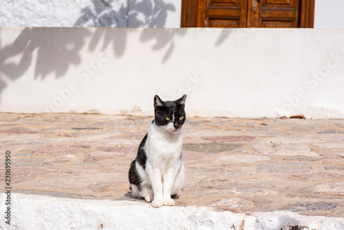 Fototapeta Naklejka Na Ścianę i Meble -  A beautiful wild, stray cat sits on a stone street on a sunny, autumn day, on the enchanting Greek Island of Hydra.