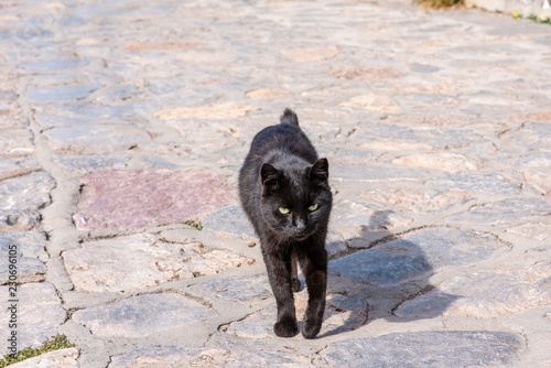 Fototapeta Naklejka Na Ścianę i Meble -  A beautiful wild, stray cat walking toward the camera, on a beautiful stone street on the enchanting Greek Island of Hydra.