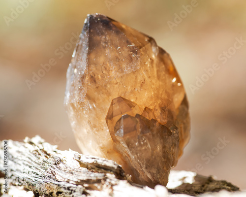Photos Small Smokey Citrine cluster from Congo on fibrous tree bark in the forest
