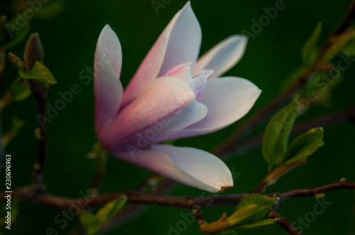 Magnolia kwiat