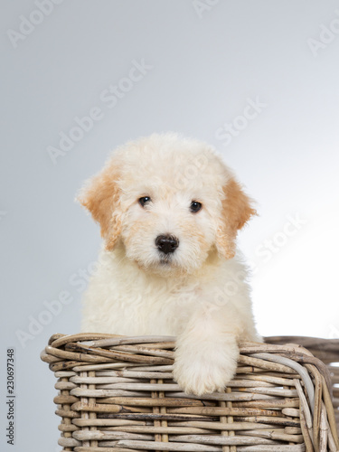 Cute and fluffy puppy dog in a wooden basket. Image taken in a studio. Adorable Doodle puppy with copy space.