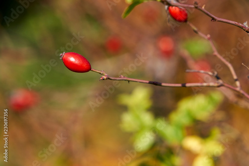 Wilde Hagebutten im Herbst