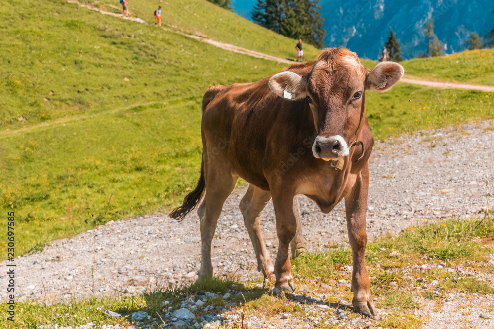 Alpine cow walking by