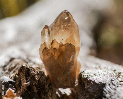 Small Smokey Citrine cluster from Congo on fibrous tree bark in the forest.