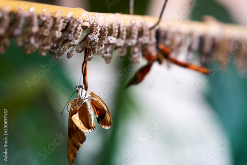 Metamorphosis of a Butterfly