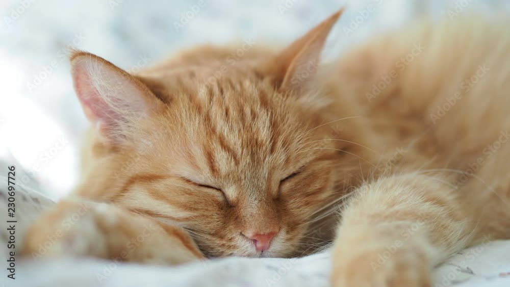 Cute ginger cat is sleeping in bed. Fluffy pet dozing. Cozy home background, morning bedtime.