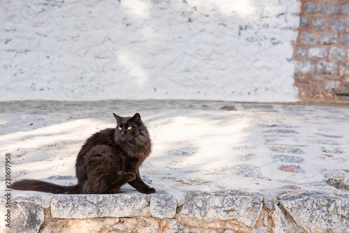 Fototapeta Naklejka Na Ścianę i Meble -  A beautiful wild, black stray cat becomes alert upon hearing a sound, on the enchanting Greek Island of Hydra.