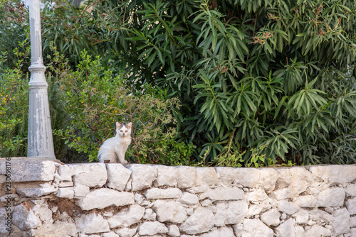 Fototapeta Naklejka Na Ścianę i Meble -  A beautiful wild, stray kitten with dirt on his nose from digging, on the island of Hydra in Greece. 