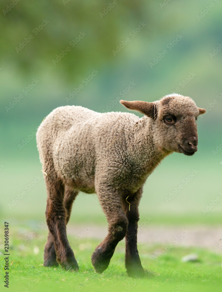 Little black lamb walking on a meadow Little black lamb walking on a meadow