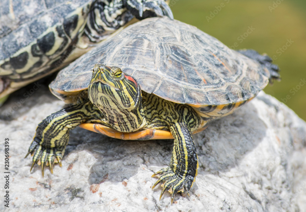 turtle, animal, reptile, tortoise, shell, water, nature, wildlife, pond,  slow, green, wild, aquatic, turtles, rock, isolated, white, amphibian, pet,  cute, walking Stock Photo | Adobe Stock