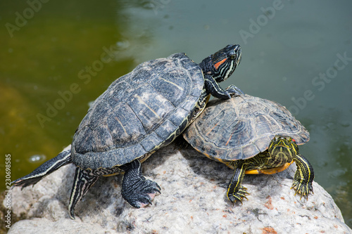 turtle, animal, reptile, tortoise, shell, water, nature, wildlife, pond, slow, green, wild, aquatic, turtles, rock, isolated, white, amphibian, pet, cute, walking